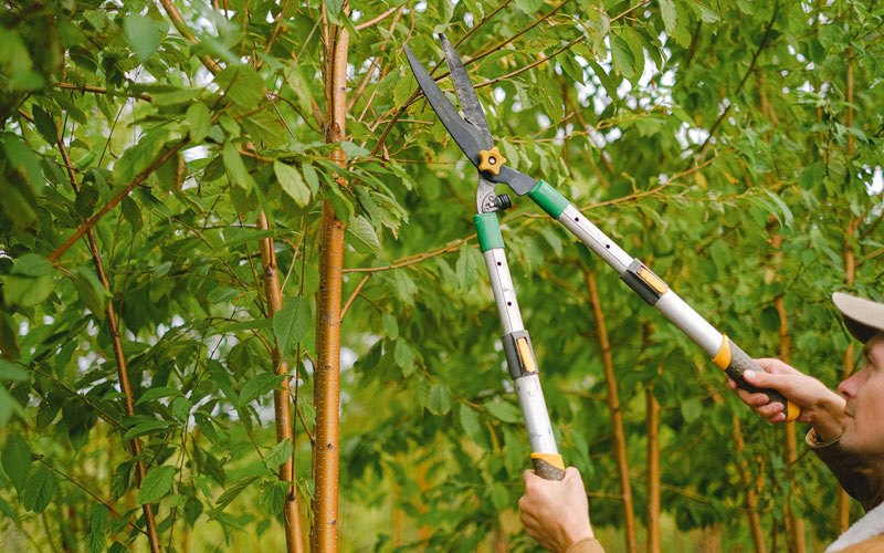 Tree trimming in Saint John, IN