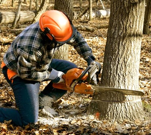 Tree Removal in Saint John, IN